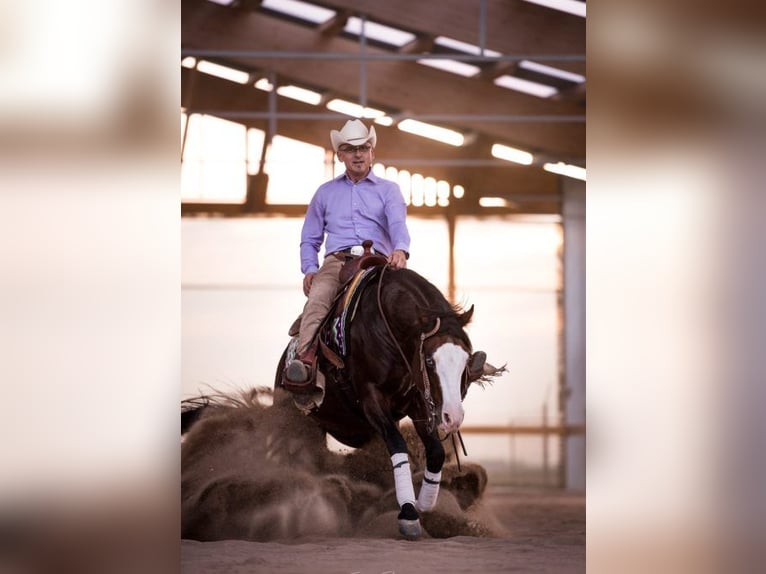 American Quarter Horse Hengst Donkerbruin in Bell
