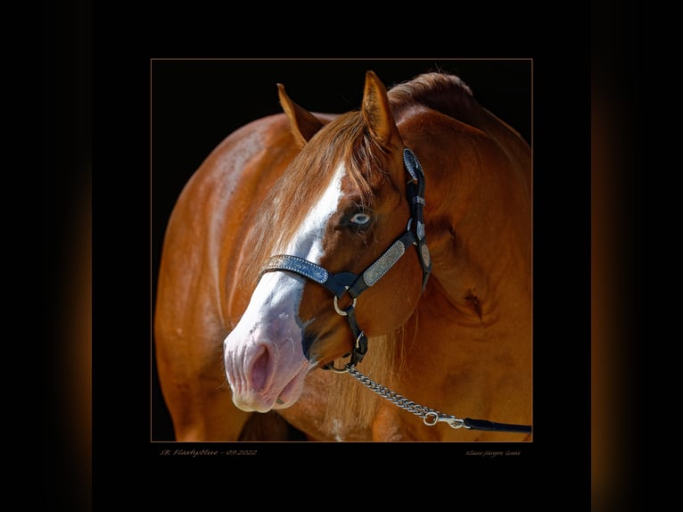 American Quarter Horse Hengst Donkere-vos in Alfdorf