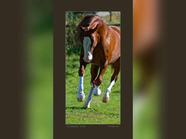 American Quarter Horse Hengst Donkere-vos in Alfdorf