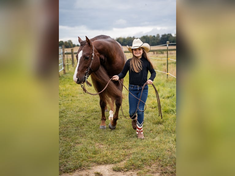 American Quarter Horse Hengst Donkere-vos in Villingen-Schwenningen