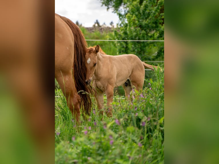 American Quarter Horse Hengst Donkere-vos in Villingen-Schwenningen