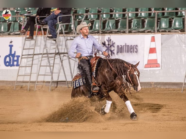 American Quarter Horse Hengst Donkere-vos in Villingen-Schwenningen