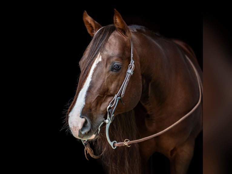 American Quarter Horse Hengst Donkere-vos in Villingen-Schwenningen