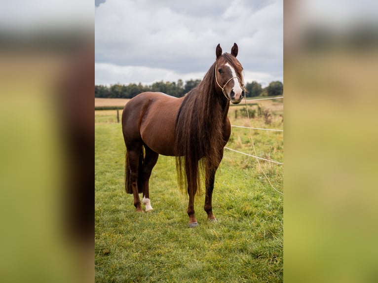 American Quarter Horse Hengst Donkere-vos in Villingen-Schwenningen