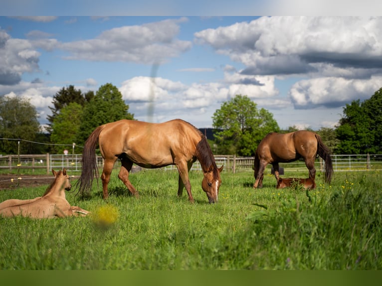 American Quarter Horse Hengst Donkere-vos in Villingen-Schwenningen