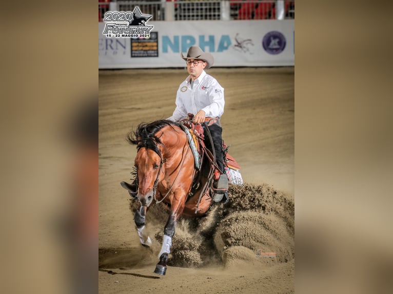 American Quarter Horse Hengst Dunalino in Modena