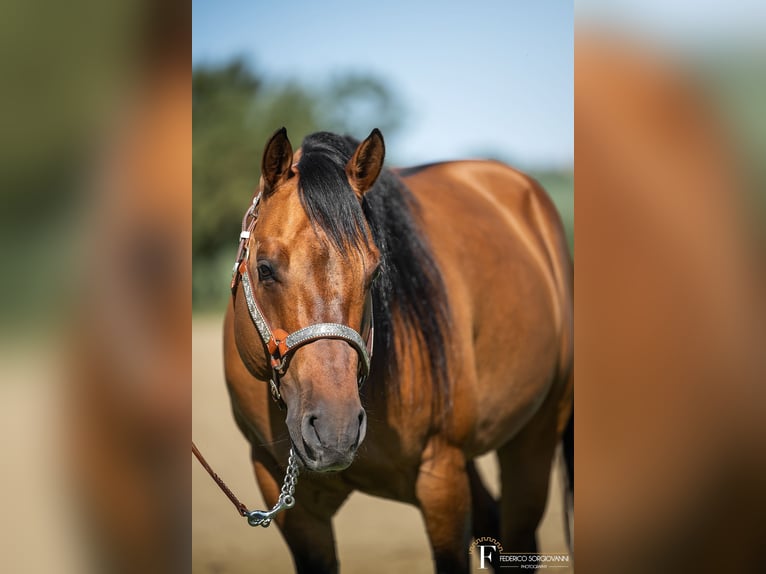 American Quarter Horse Hengst Dunalino in Modena