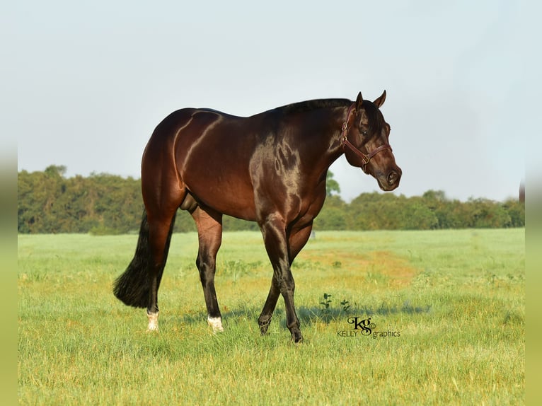 American Quarter Horse Hengst Dunkelbrauner in Aspach