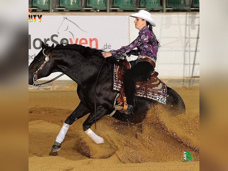 American Quarter Horse Hengst Dunkelbrauner in Lahn