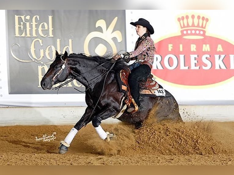 American Quarter Horse Hengst Dunkelbrauner in Lahn