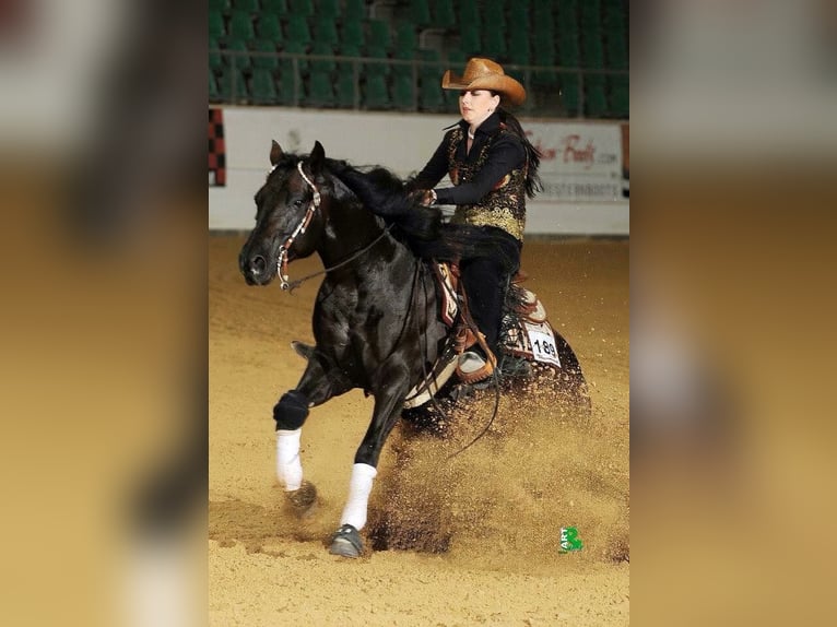 American Quarter Horse Hengst Dunkelbrauner in Lahn