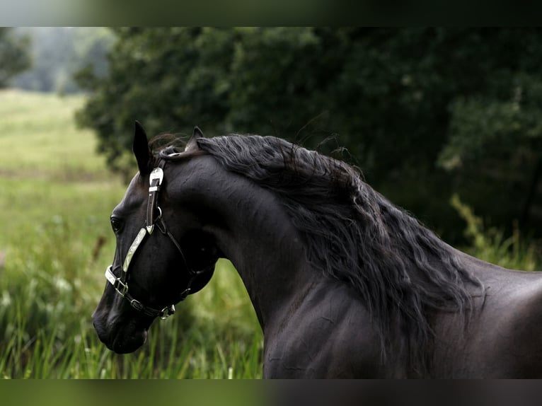 American Quarter Horse Hengst Dunkelbrauner in Lahn