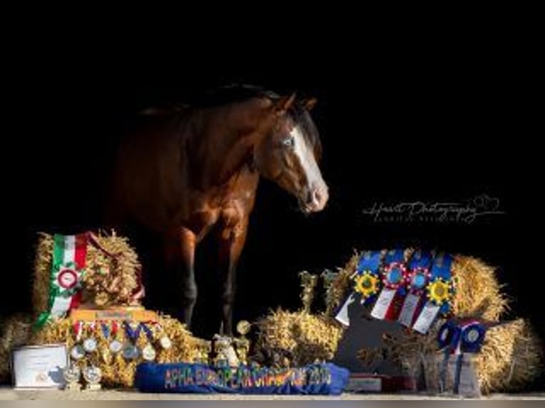 American Quarter Horse Hengst Dunkelbrauner in Bell