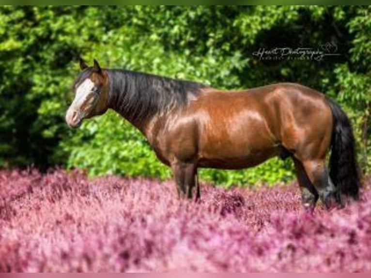 American Quarter Horse Hengst Dunkelbrauner in Bell