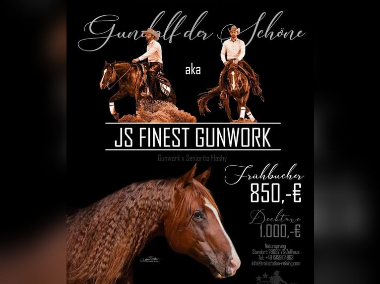 American Quarter Horse Hengst Dunkelfuchs in Villingen-Schwenningen