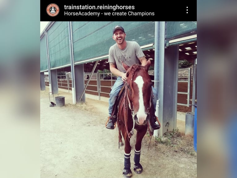 American Quarter Horse Hengst Dunkelfuchs in Villingen-Schwenningen