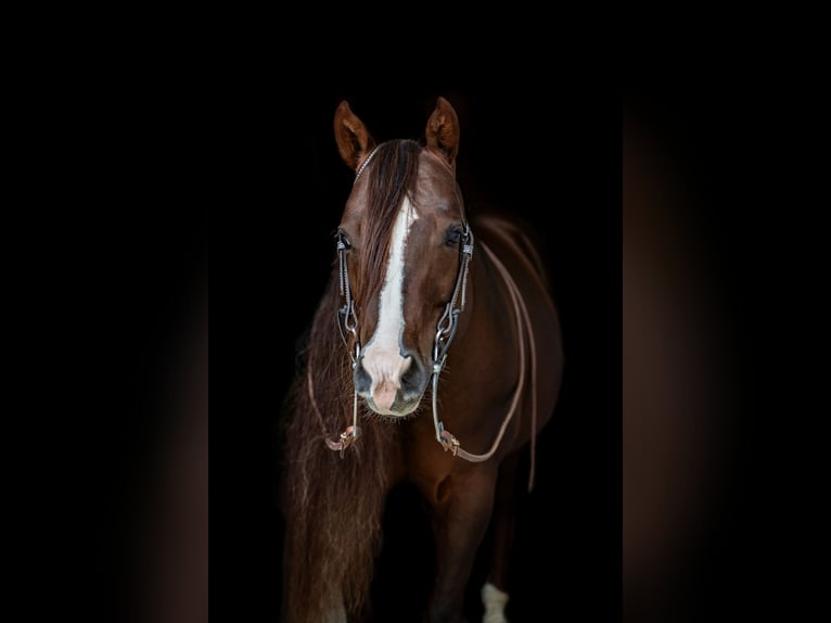 American Quarter Horse Hengst Dunkelfuchs in Villingen-Schwenningen