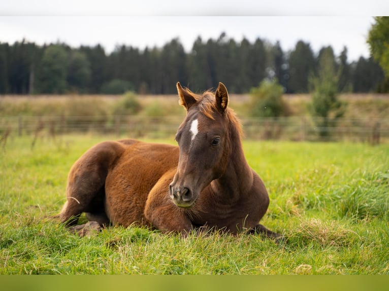 American Quarter Horse Hengst Dunkelfuchs in Villingen-Schwenningen