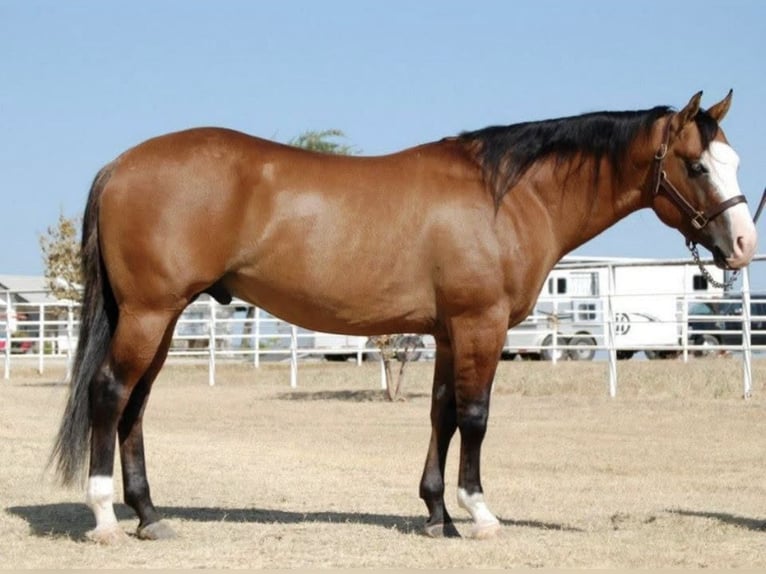 American Quarter Horse Hengst Falbe in Osterholz-Scharmbeck