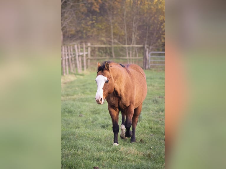 American Quarter Horse Hengst Falbe in Osterholz-Scharmbeck