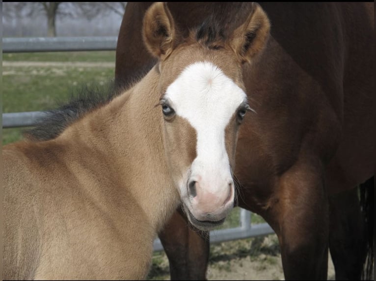 American Quarter Horse Hengst Falbe in Osterholz-Scharmbeck