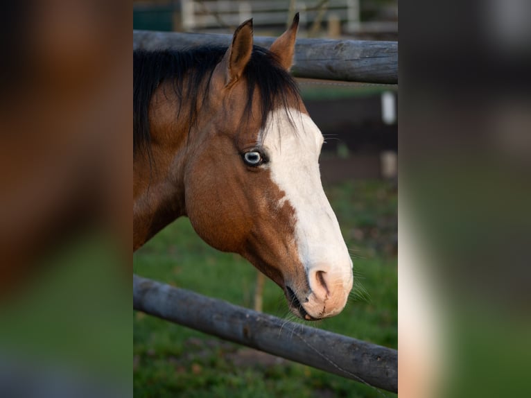 American Quarter Horse Hengst Falbe in Osterholz-Scharmbeck