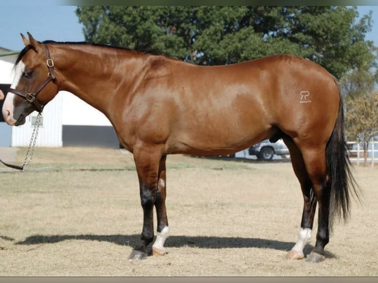 American Quarter Horse Hengst Falbe in Osterholz-Scharmbeck