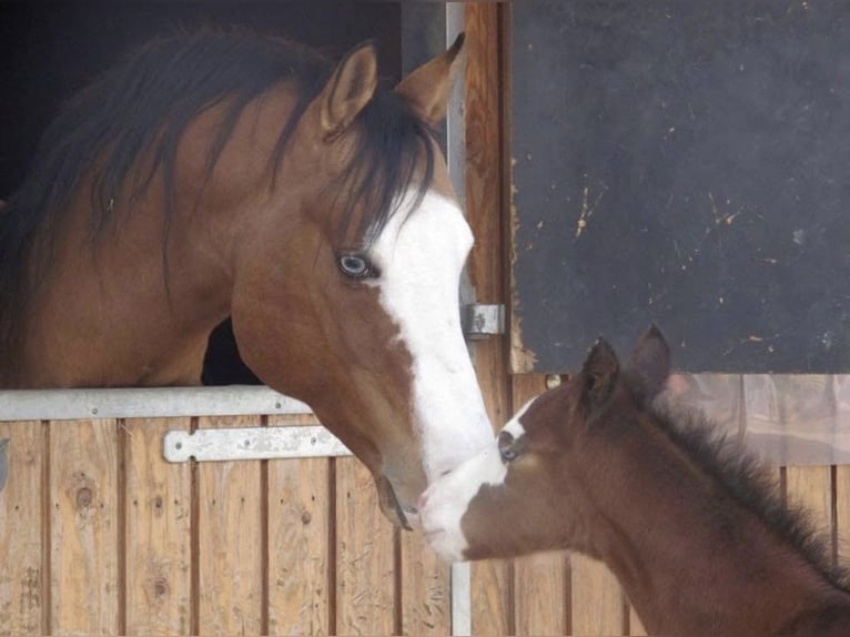 American Quarter Horse Hengst Falbe in Osterholz-Scharmbeck