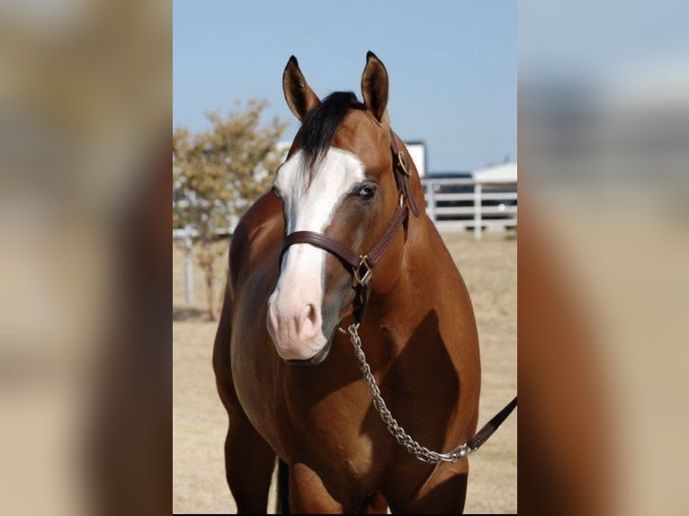 American Quarter Horse Hengst Falbe in Osterholz-Scharmbeck