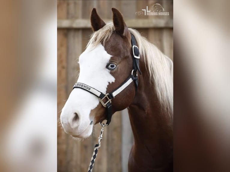 American Quarter Horse Hengst Falbe in Osterholz-Scharmbeck