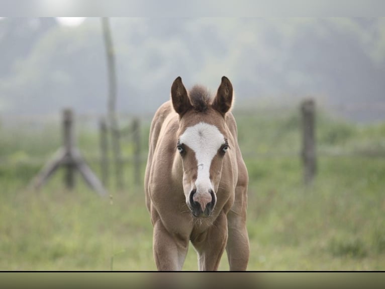 American Quarter Horse Hengst Falbe in Osterholz-Scharmbeck