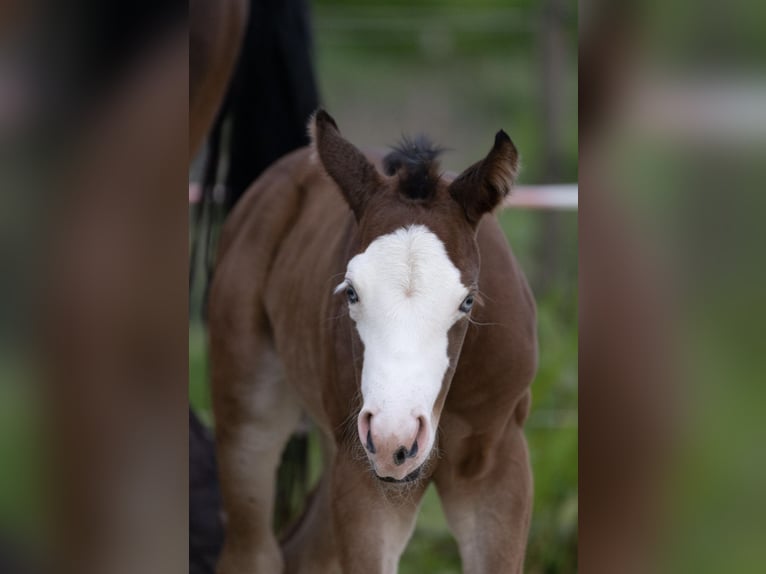American Quarter Horse Hengst Falbe in Osterholz-Scharmbeck