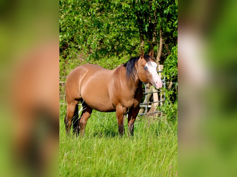American Quarter Horse Hengst Falbe in Osterholz-Scharmbeck