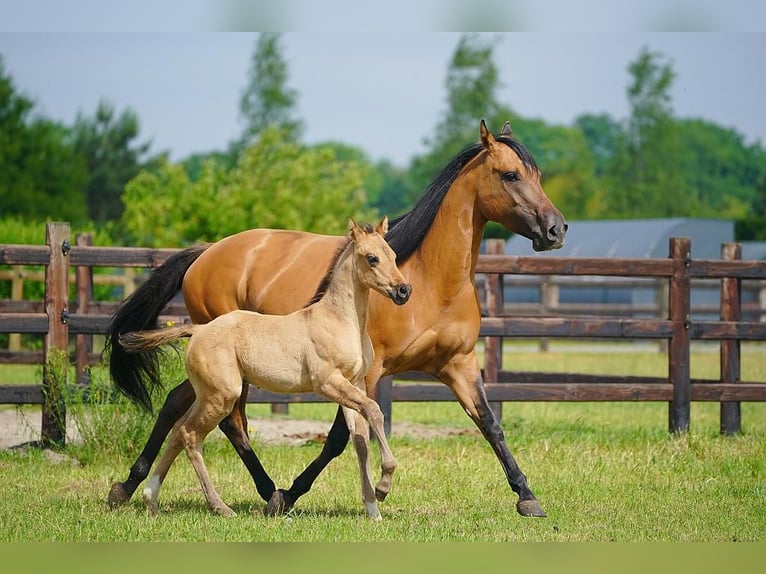 American Quarter Horse Hengst  100 cm Red Dun in Cromvoirt