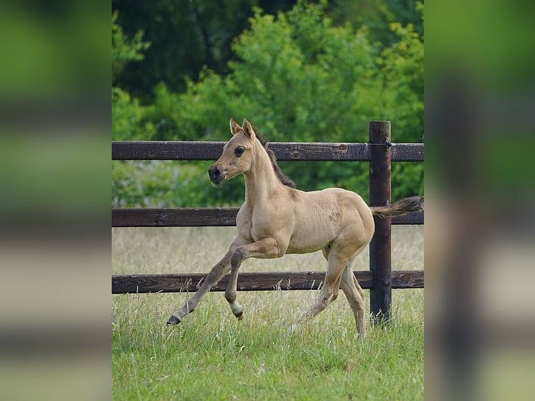 American Quarter Horse Hengst  100 cm Red Dun in Cromvoirt