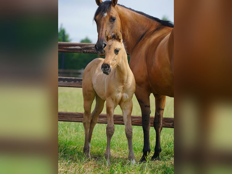 American Quarter Horse Hengst  100 cm Red Dun in Cromvoirt