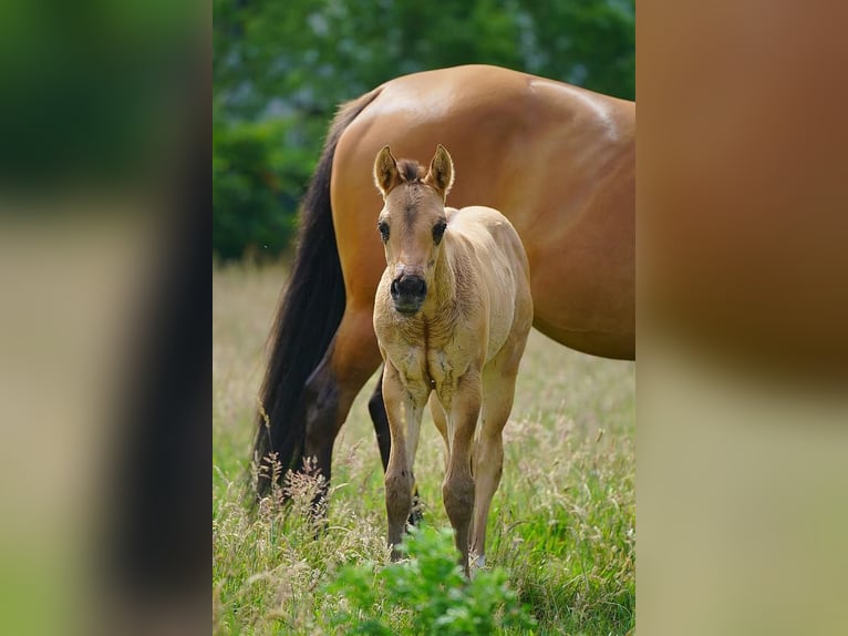 American Quarter Horse Hengst  100 cm Red Dun in Cromvoirt