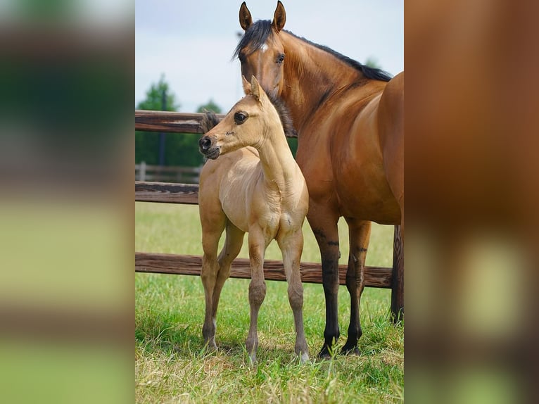 American Quarter Horse Hengst  100 cm Red Dun in Cromvoirt