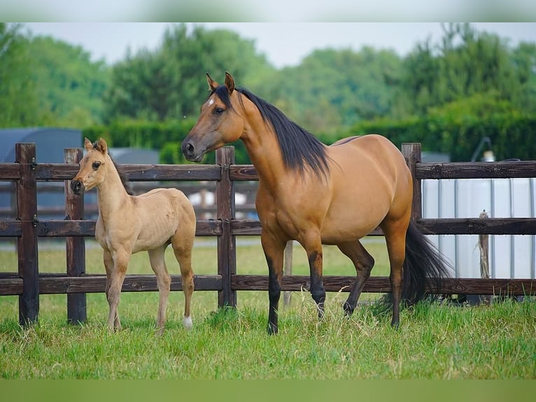 American Quarter Horse Hengst  100 cm Red Dun in Cromvoirt
