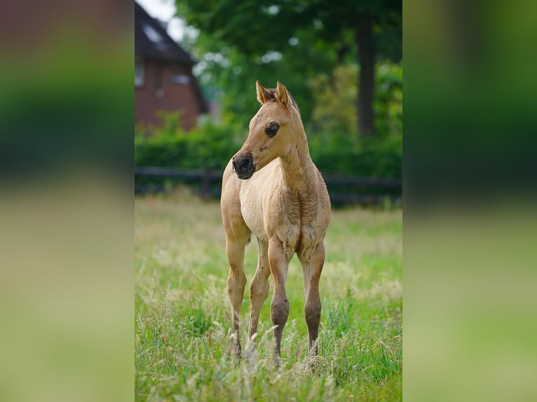 American Quarter Horse Hengst  100 cm Red Dun in Cromvoirt