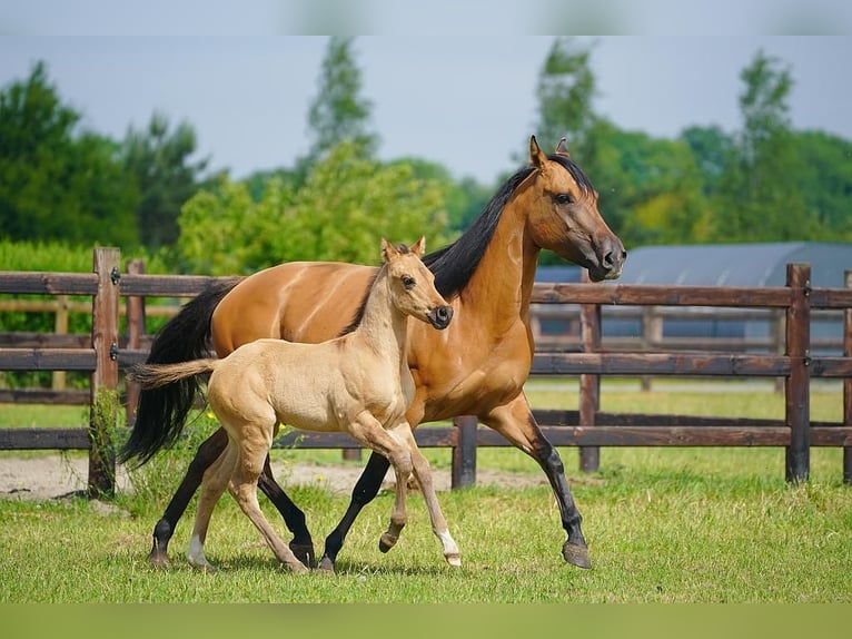 American Quarter Horse Hengst  100 cm Red Dun in Cromvoirt