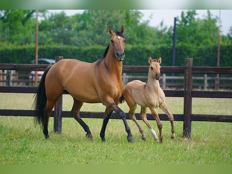 American Quarter Horse Hengst  100 cm Red Dun in Cromvoirt