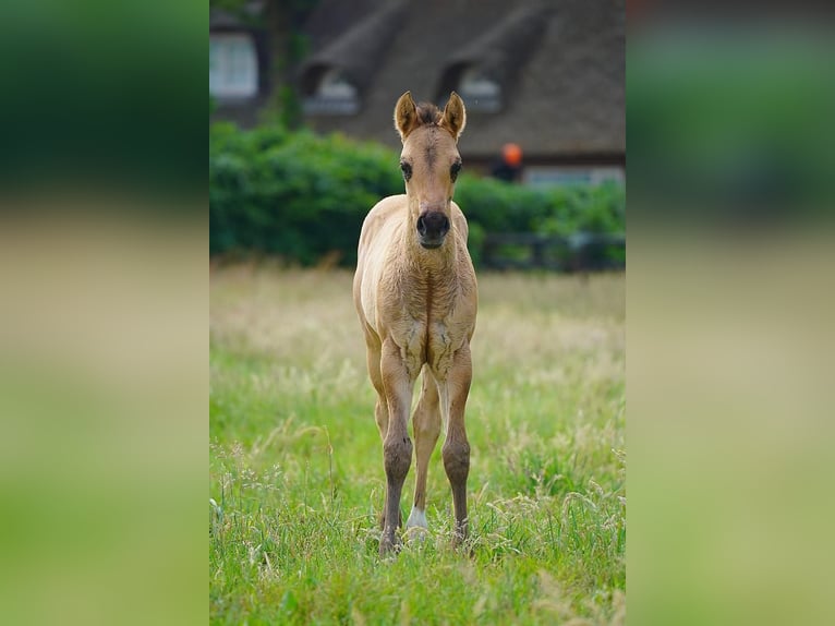 American Quarter Horse Hengst  100 cm Red Dun in Cromvoirt
