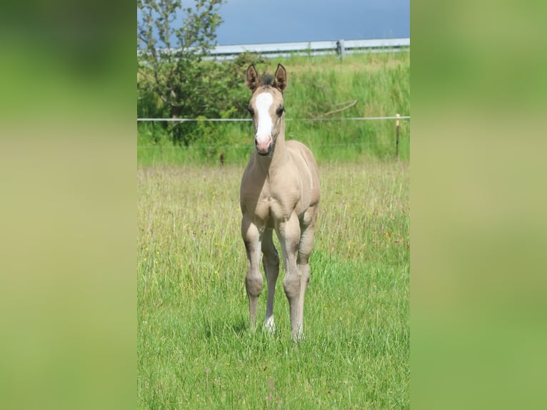 American Quarter Horse Hengst Fohlen (05/2026) 110 cm Grullo in Gedsted