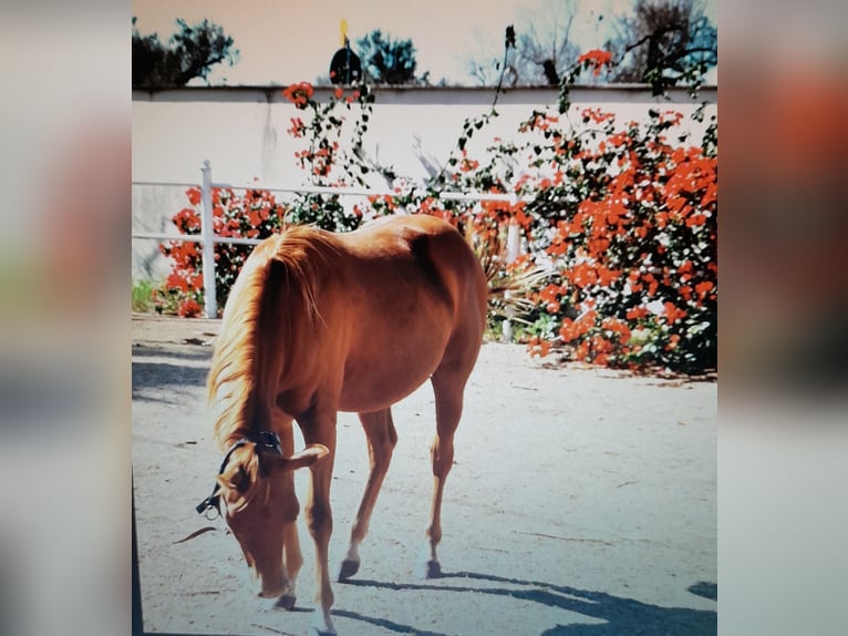 American Quarter Horse Hengst Fohlen (04/2024) 140 cm Fuchs in Mesagne