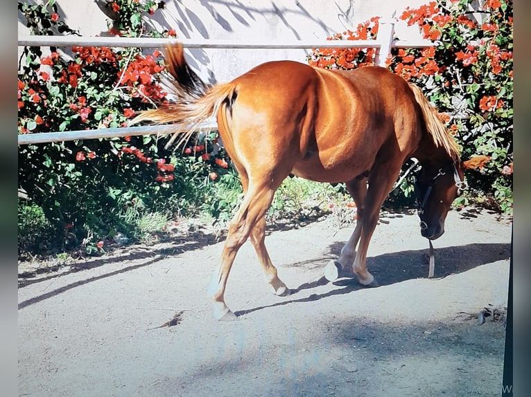 American Quarter Horse Hengst Fohlen (04/2024) 140 cm Fuchs in Mesagne