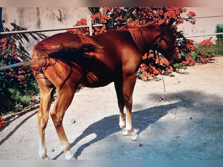 American Quarter Horse Hengst Fohlen (04/2024) 140 cm Fuchs in Mesagne