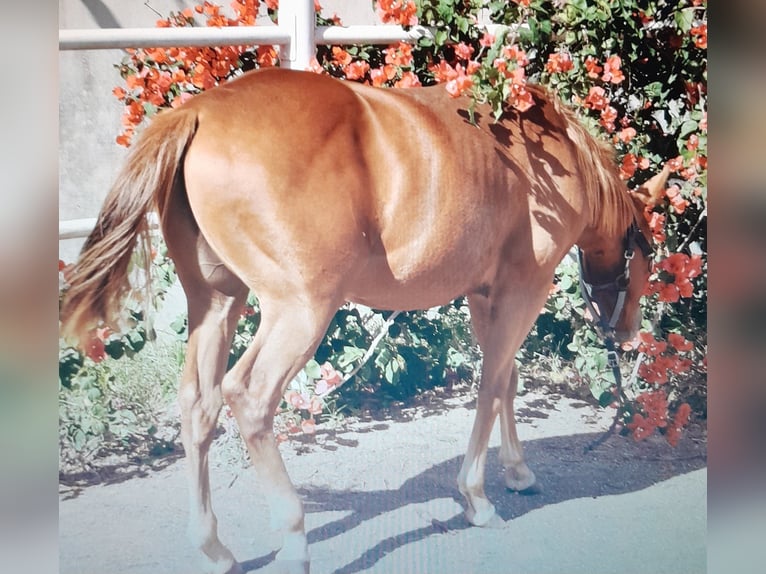 American Quarter Horse Hengst Fohlen (04/2024) 140 cm Fuchs in Mesagne