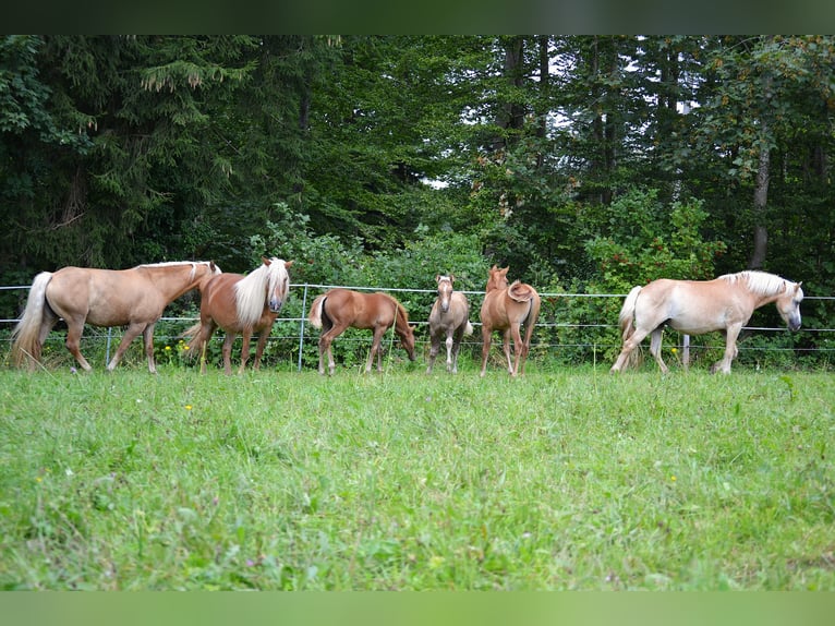 American Quarter Horse Mix Hengst Fohlen (05/2024) 140 cm Red Dun in St. Koloman