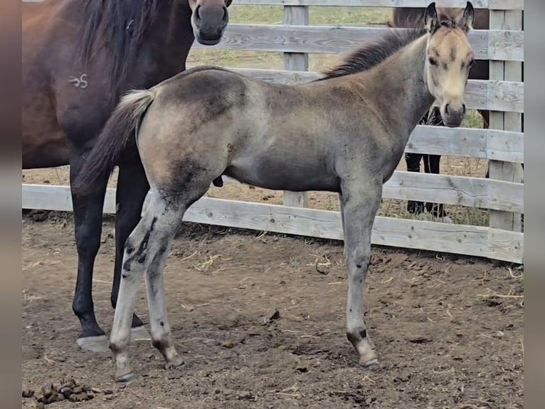 American Quarter Horse Hengst Fohlen (06/2025) 142 cm Buckskin in Denton, MT American Quarter Horse Hengst Fohlen (06/2025) 142 cm Buckskin in Denton, MT